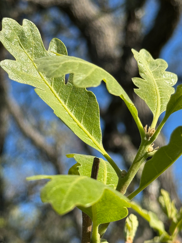 iNaturalist observation photo of Dumosae