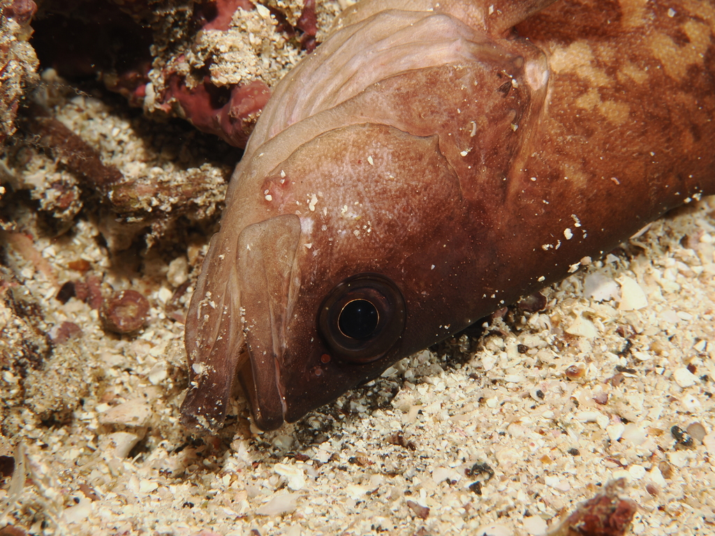 Blackfin soapfish (Rypticus nigripinnis) — Serranidae