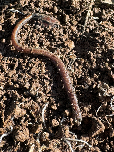 iNaturalist observation photo of Slender Salamanders