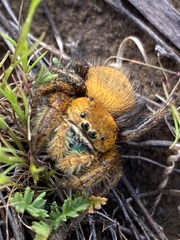 Phidippus nikites