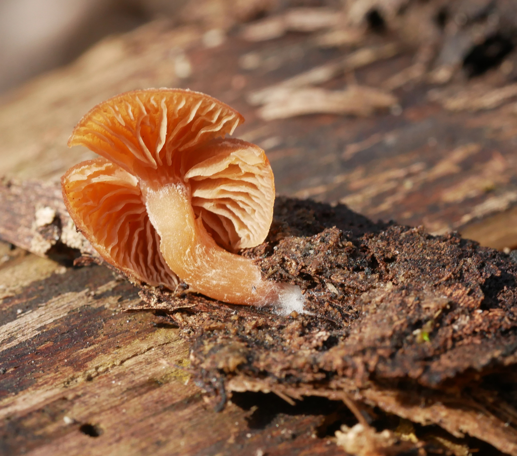 Tubaria furfuracea · February 2026 · photo: © katifungi (iNaturalist, cc-by)