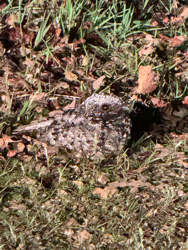 iNaturalist observation photo of Common Poorwill