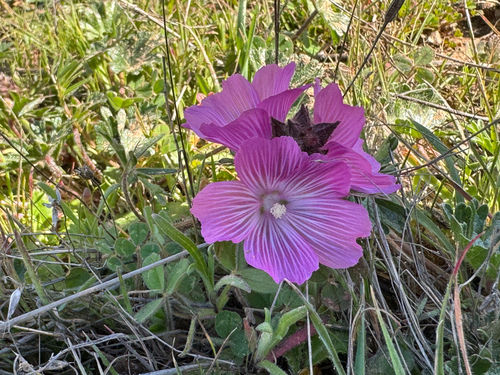 iNaturalist observation photo of checkerbloom