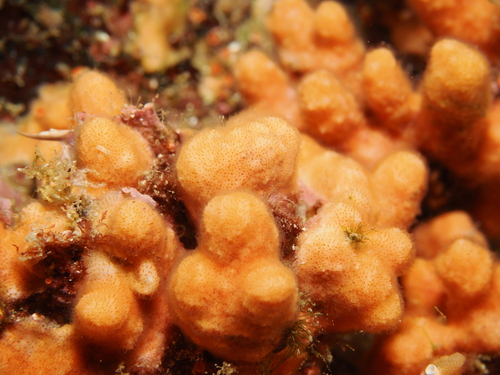 Antropora observed 2026-02-25