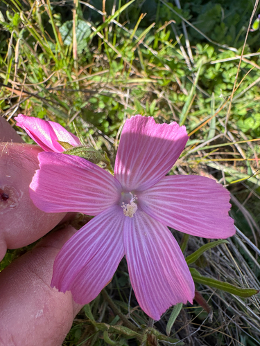 iNaturalist observation photo of checkerbloom