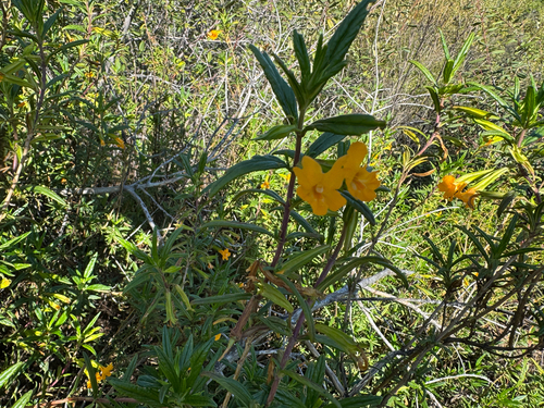 iNaturalist observation photo of orange bush monkeyflower