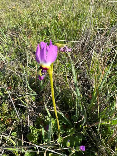 iNaturalist observation photo of Padre's Shooting Star