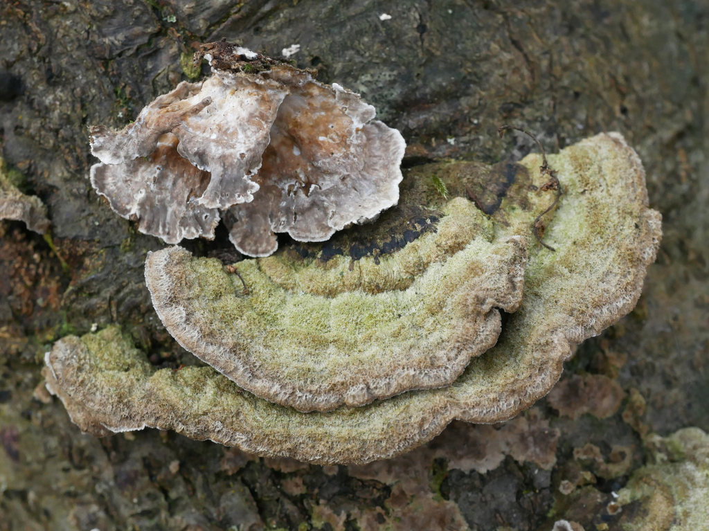Trametes hirsuta · February 2026 · photo: © katifungi (iNaturalist, cc-by)