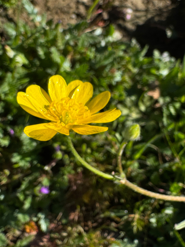 iNaturalist observation photo of California buttercup