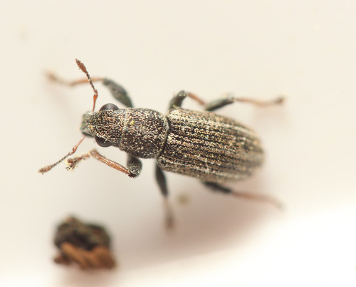 Sitona ambiguus
