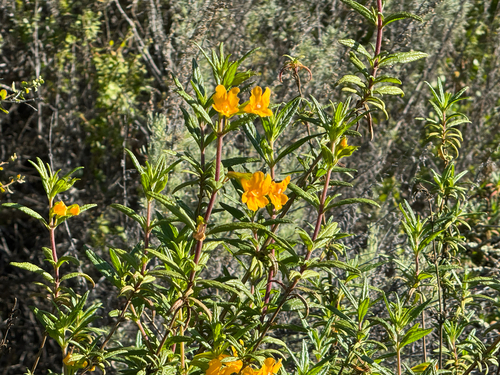 iNaturalist observation photo of orange bush monkeyflower