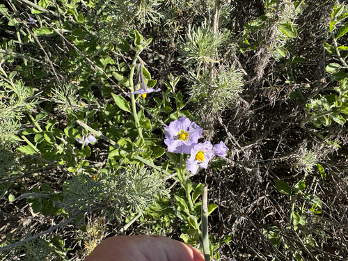 iNaturalist observation photo of bluewitch nightshade