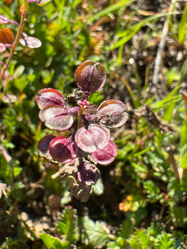 iNaturalist observation photo of Shining Pepperweed