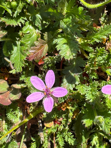 iNaturalist observation photo of Redstem Stork's-bill