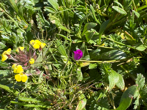 iNaturalist observation photo of redmaids