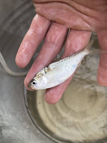 Australian river gizzard shad (Nematalosa erebi) — Clupeidae — 2