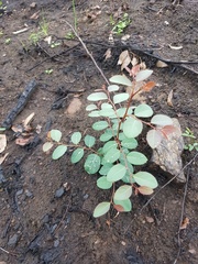 Breynia oblongifolia
