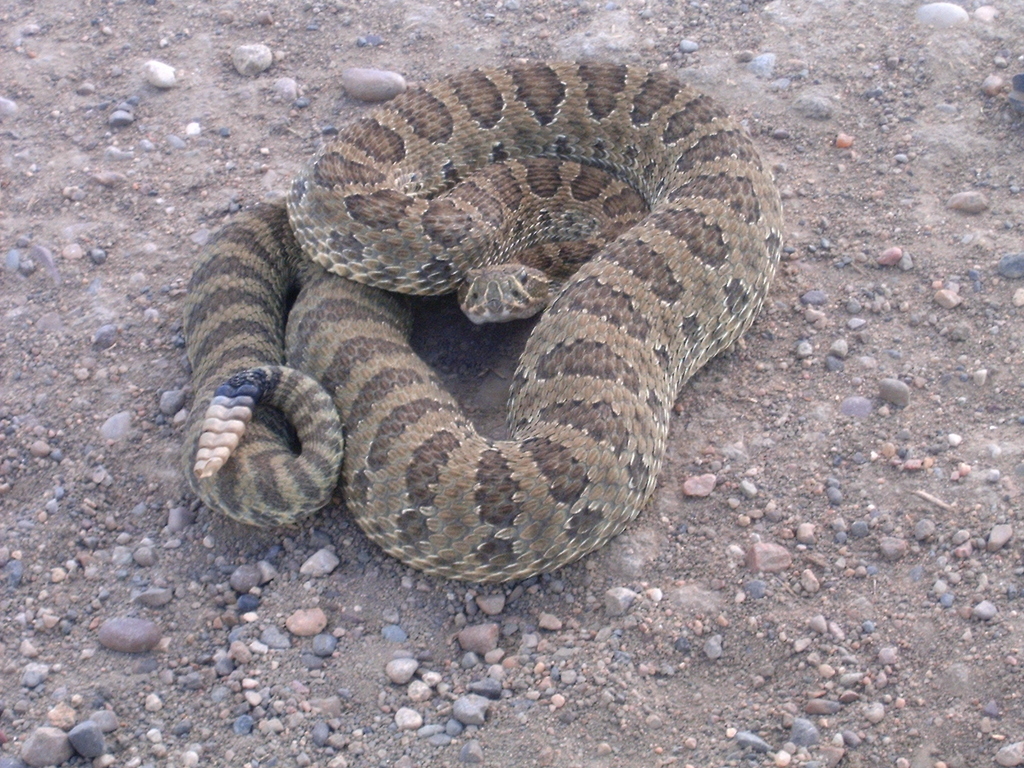 Prairie Rattlesnake from Phillips County, MT, USA on July 23, 2006 at ...