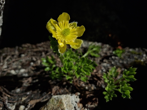 Ranunculus sericophyllus observed 2026-02-27