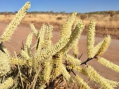Grevillea pyramidalis