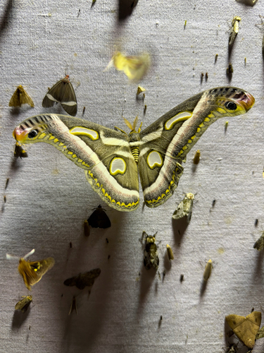 Epiphora rectifascia