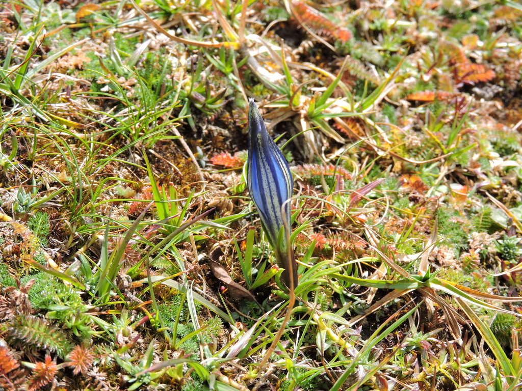 Gentiana oreodoxa