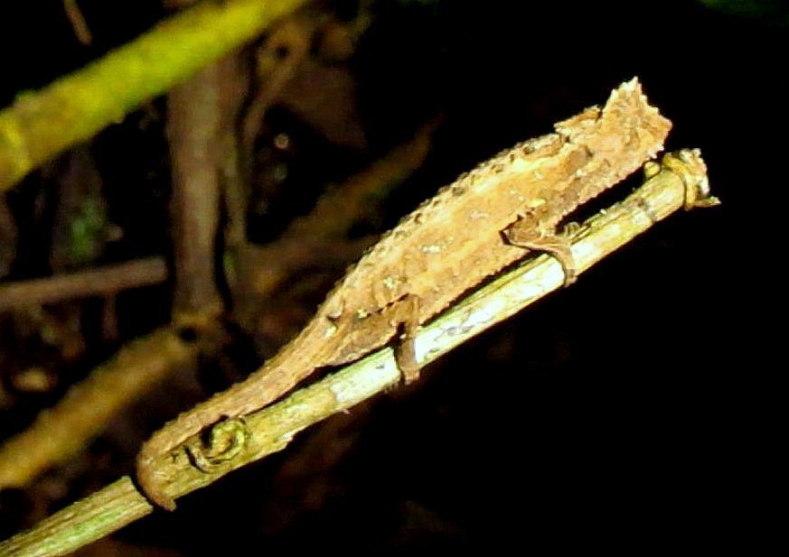 Domergue's Leaf Chameleon