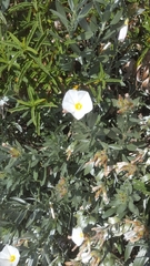 Convolvulus cneorum