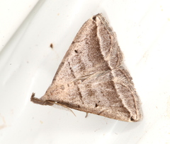 Lysimelia lenis