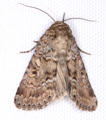 Spodoptera umbraculata