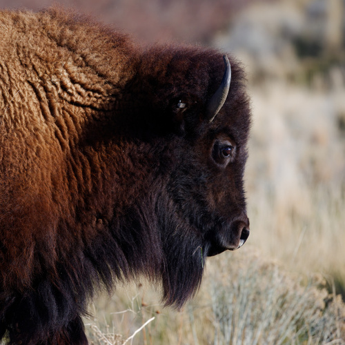 Plains Bison photographed in Utah
