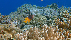 Neoglyphidodon nigroris