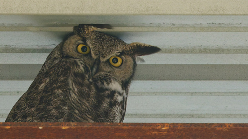 Great Horned Owl photographed in Utah