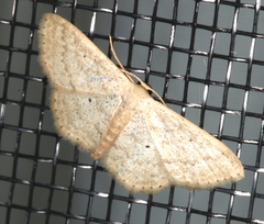 Scopula hypochra
