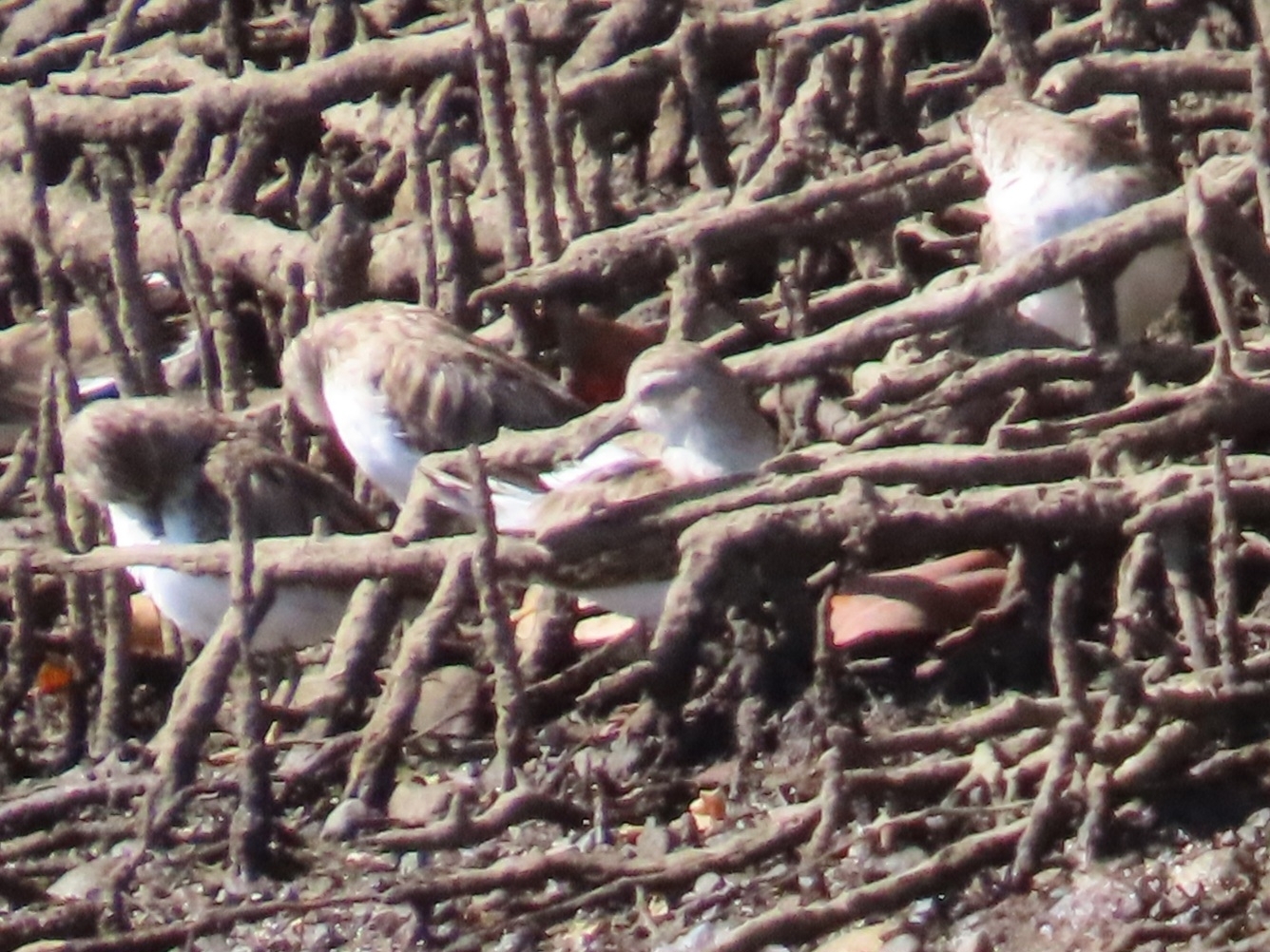 Semipalmated Sandpiper (Calidris pusilla), photo 5