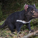 Tasmanian Devil - Photo (c) Brett Vercoe, some rights reserved (CC BY-NC), uploaded by Brett Vercoe