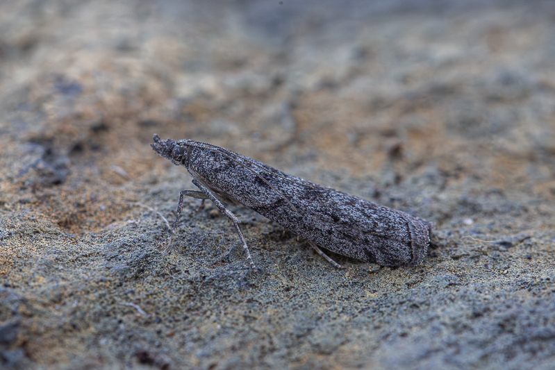 Acrobasis klimeschi