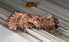 Spodoptera umbraculata