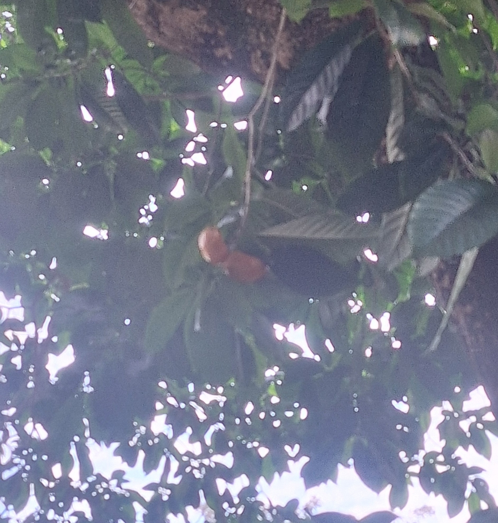Imagem de Tabernaemontana litoralis