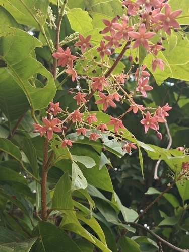 Lance-leaved Sterculia