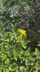 Brachyglottis monroi