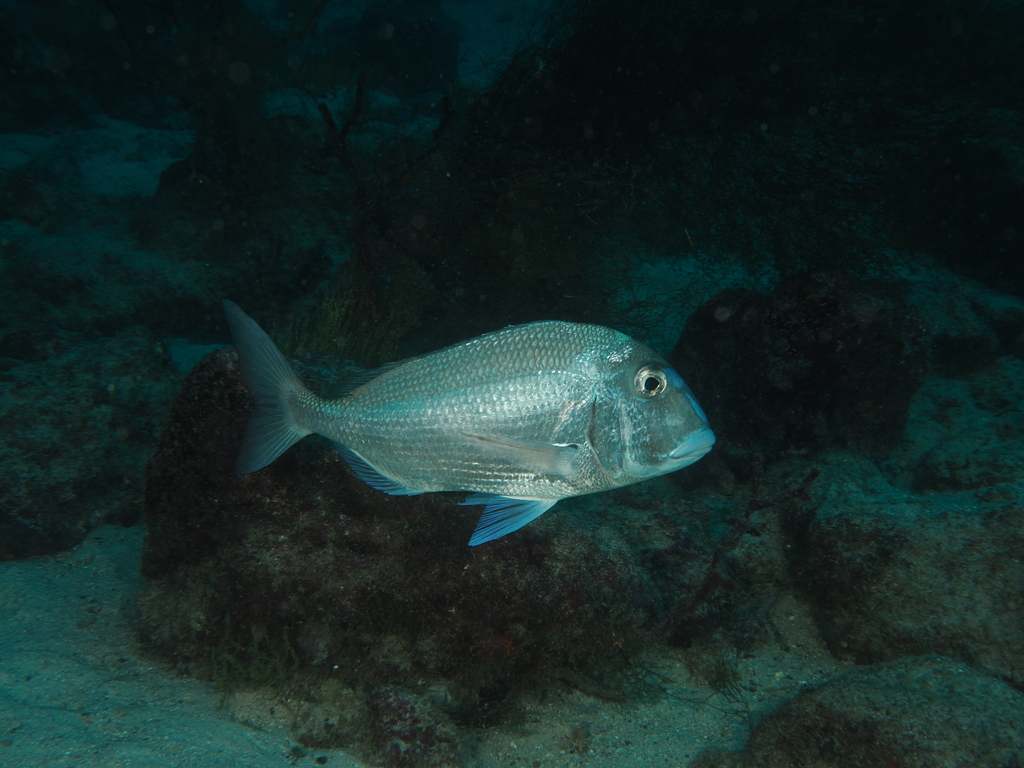 Galapagos porgy (Calamus taurinus) — Sparidae