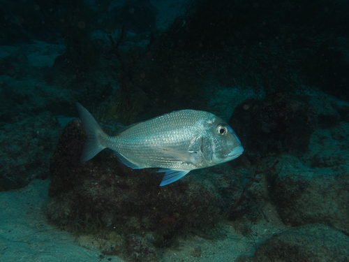 Galapagos porgy (Calamus taurinus) — Sparidae
