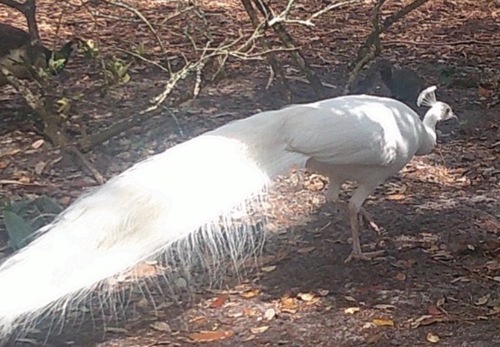 Indian Peafowl