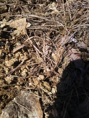 Fimbristylis dichotoma dichotoma