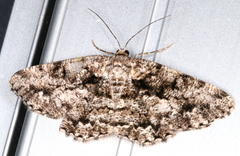 Hypomecis externaria