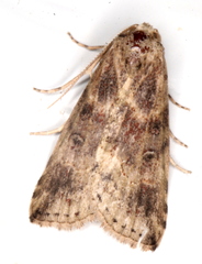 Calathusa cyrtosticha