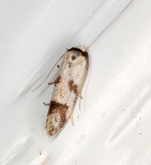 Oxythecta hieroglyphica