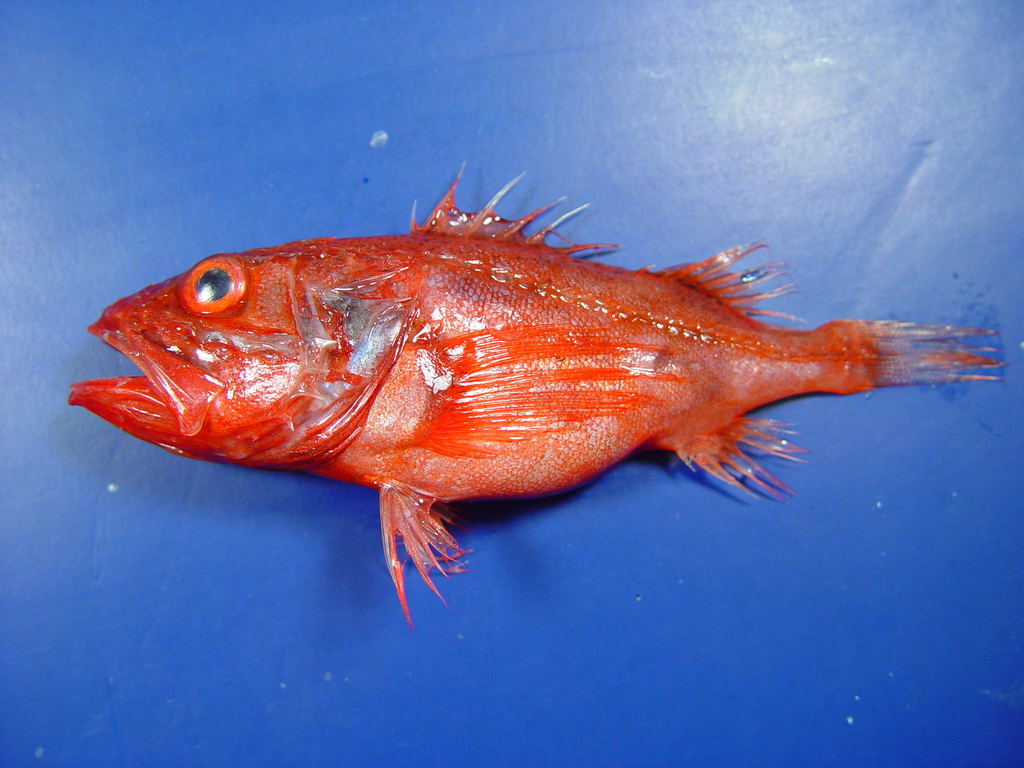Channeled Rockfish
