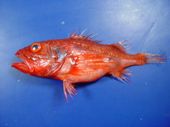 Channeled Rockfish photo 1